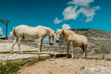 Two white horses in front of the Timfi's Mountain Refuge in Vikos National Park, Greece