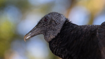Portrait of a Black Vulture, Coragyps atratus, also known as the American Black Vulture