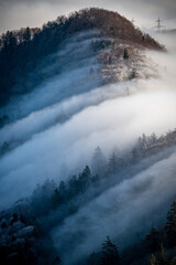 Dense fog clouds moving through a forest on top of a mountain