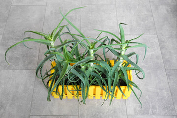 Lush aloe houseplant in yellow square pot on gray concrete floor. Medicinal indoor plant succulent for interior.   