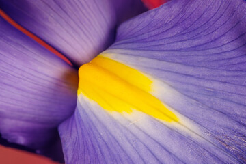 Macro photography of an iris flower