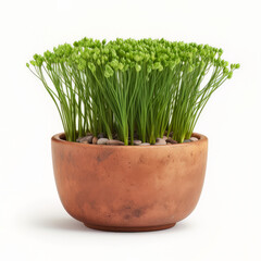 Garlic Chives plant in a mud pot frontal view isolated white background Generative AI