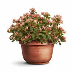 Indian Hawthorn plant in a mud pot frontal view isolated white background Generative AI