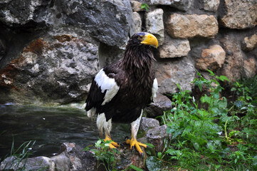 Steller's Sea-Eagle (Haliaeetus pelagicus) bathing 