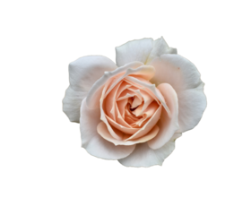 Cream Rose no background