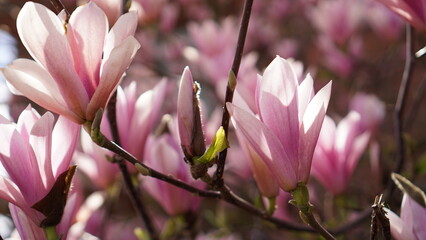 Beautiful magnolia tree flowers