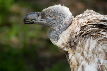 Cape Vulture Chick