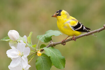 American Goldfinch