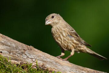 Female House Finch