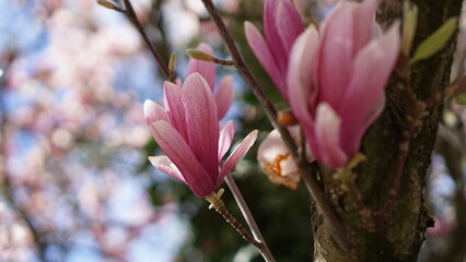 Beautiful magnolia tree flowers