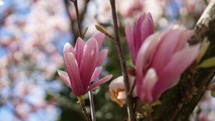 Beautiful magnolia tree flowers