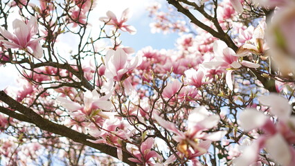 Beautiful magnolia tree flowers