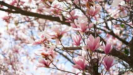 Beautiful magnolia tree flowers