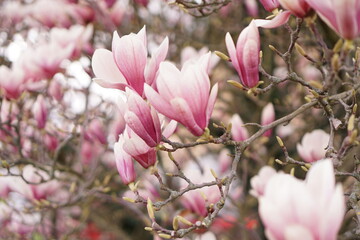 Beautiful magnolia tree flowers