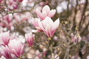 Beautiful magnolia tree flowers