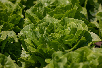 Green lettuces on field. Grown and ready to be harvested.