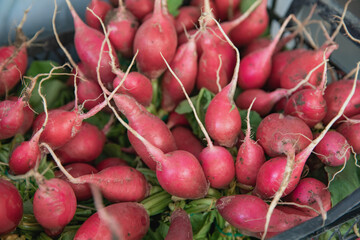 A bunch of red radish are harvested and cleaned. Ready to be used in salads or in raw shape.
