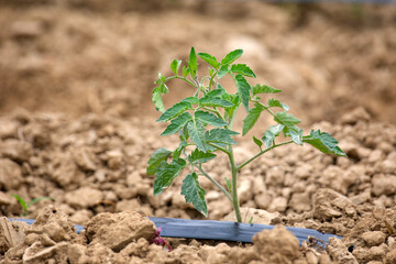Tomato saplings are growing by the beginning of summer in Turkey.