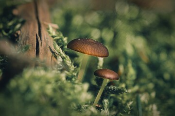 small mushrooms in the moss