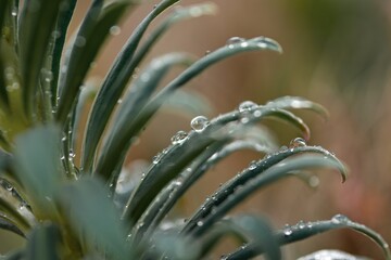 water drop on leaves