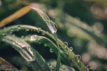 drops of water after rain on the grass