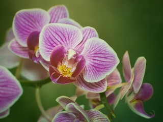 Fototapeta na wymiar white purple orchid flowers with green background