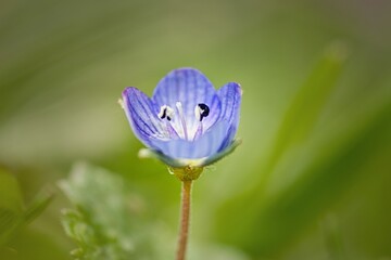 flower of a small blue plant