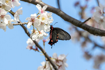 桜の花の蜜を吸うジャコウアゲハ