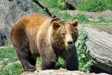 grizzly bear in the forest