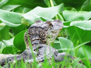 Young alligator sitting on the wharf.