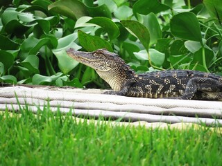 Young alligator sitting on the wharf.