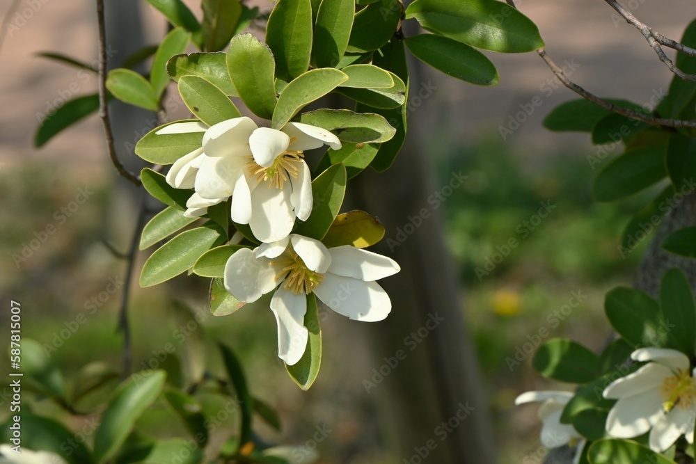 Wall mural michelia yunnanensis 'scented pearl' flowers. magnoliaceae evergreen shrub native to yunnan, china. 