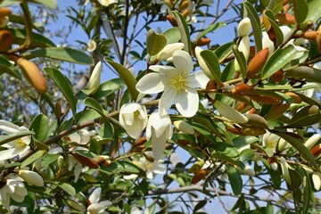 Michelia yunnanensis 'Scented Pearl' flowers. Magnoliaceae evergreen shrub native to Yunnan, China....