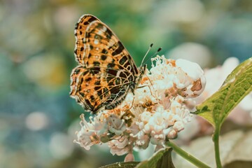 orange European meadow butterfly on flowers