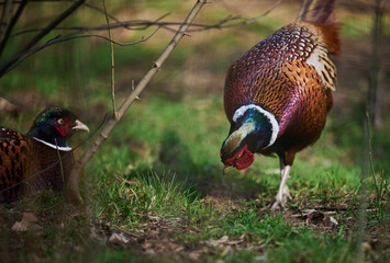 Adult male pheasant walking in the middle of a green lawn