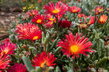 Malephora crocea is a species of flowering plant in the ice plant family known by the common name coppery mesemb and red ice plant. Flora of Israel.