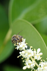 macro d'une abeille entrain de butiner une fleure blanche aux pistils jaunes avec en fond des superbes feuilles vertes. il est nécessaire de sauvegardé et de protéger les abeilles 