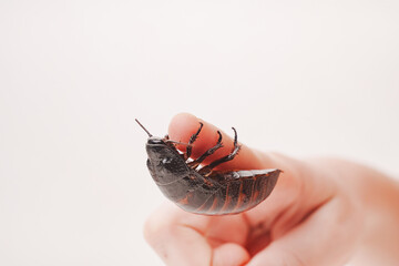 a large hissing Madagascar cockroach in children's hands