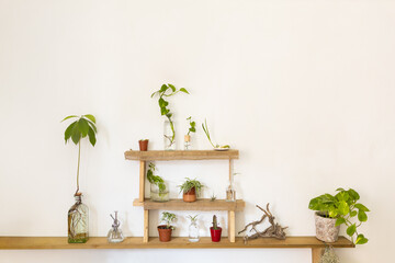 white wall with green plants on the shelf, sunset light, copy space, add text