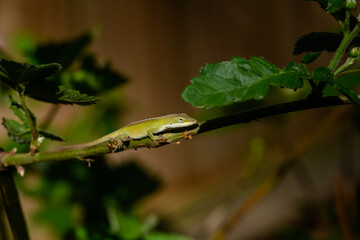 Green anole (Anolis carolinensis) hunting insects in blackberry bushes