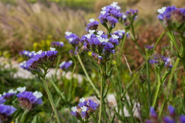 Obraz premium Limonium sinuatum, commonly known as wavyleaf sea lavender, statice, sea lavender, notch leaf marsh rosemary, sea pink, is a Mediterranean plant. Square frame. Flora of Israel