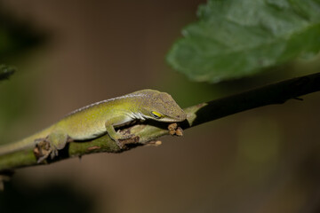 Green anole (Anolis carolinensis) hunting insects in blackberry bushes