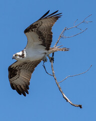 Fototapeta na wymiar Osprey bringing a stick to the nest