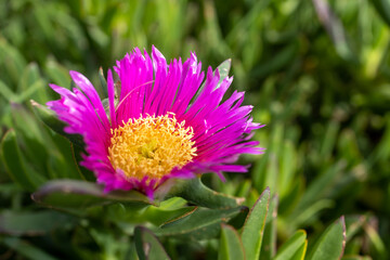 Malephora crocea is a species of flowering plant in the ice plant family known by the common name coppery mesemb and red ice plant. Flora of Israel.