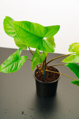 the sprout of monstera in a pot on a black table. 