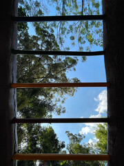 skyward view beneath an outdoor exercise bar and inside a park filled with huge trees