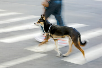 walking the dog on the street