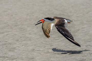 Black Skimmer (Rynchops niger) in flight