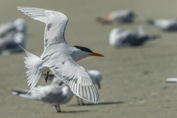 Royal Tern (Thalasseus maximus) flying over beach