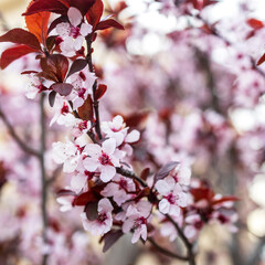 Flora of Israel. Square frame. Spring blossom orchard. Abstract blurred background. Pastel colors and toned effect. Copy space with border.